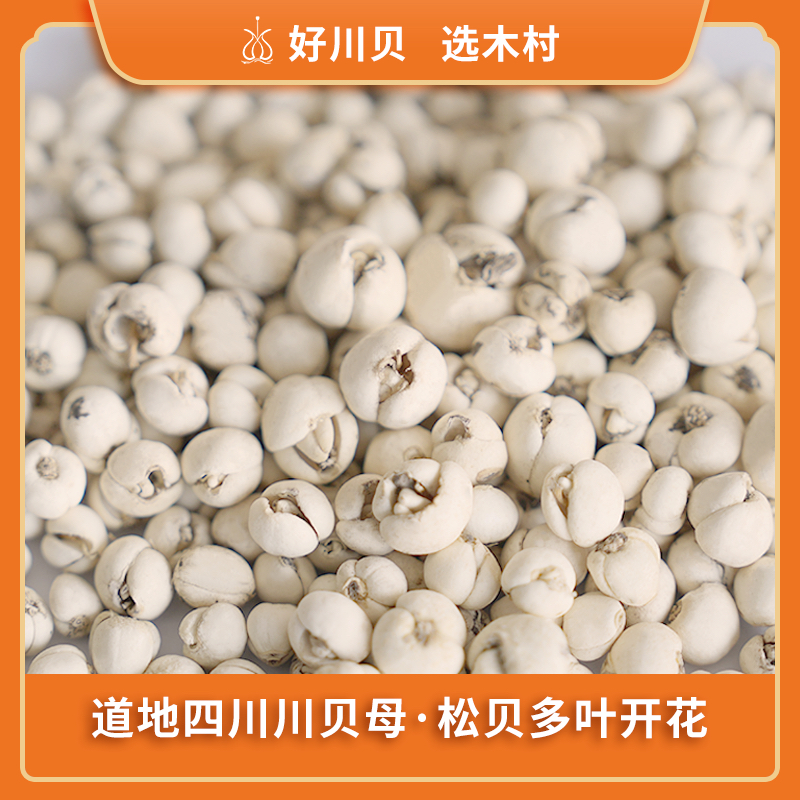 四川川贝母2025新货松贝开花阶段原产地松潘草原炖雪梨