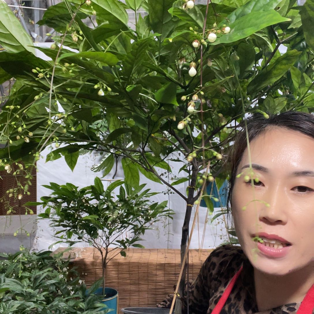 无花朵垂丝茉莉大颗一盆