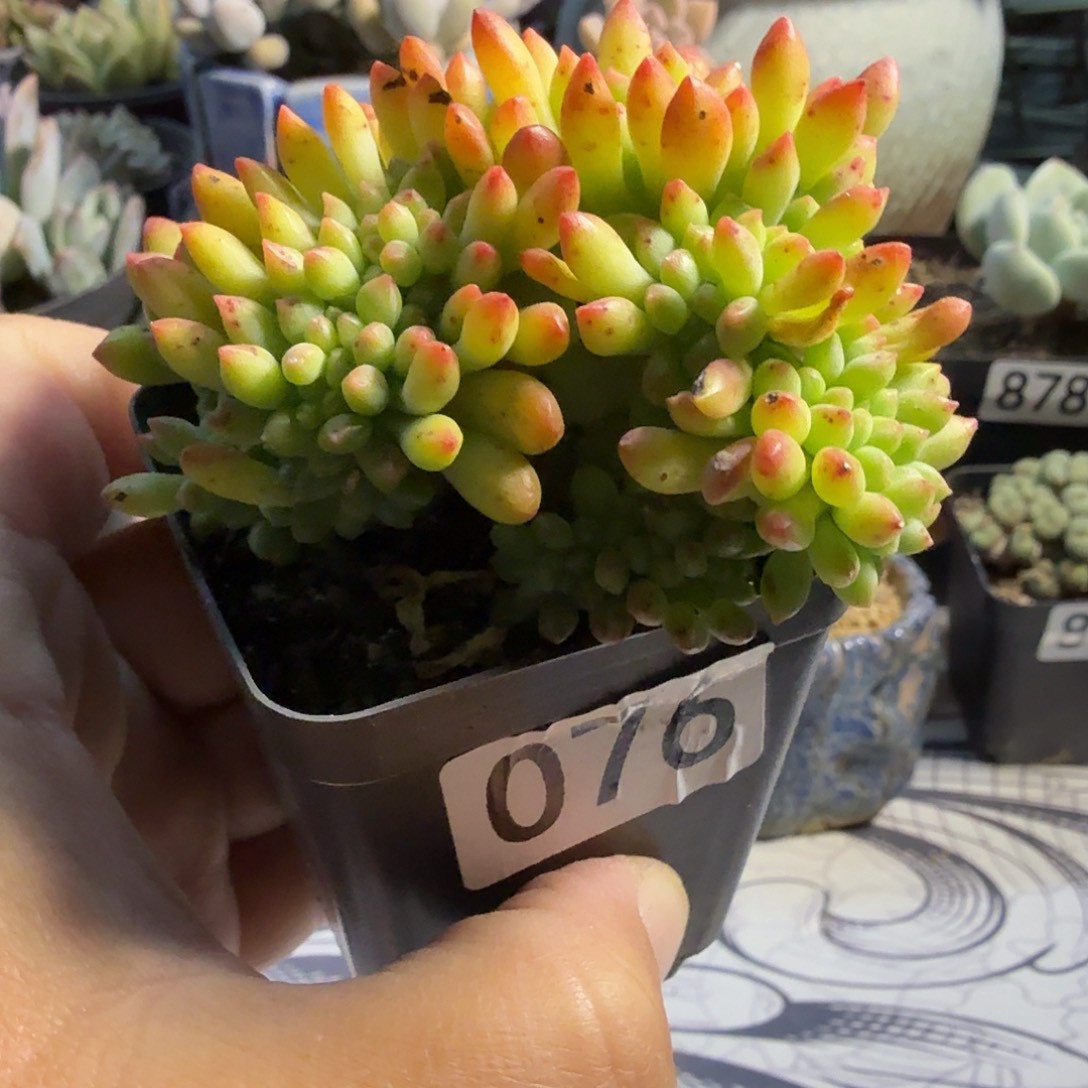 076青松缀化满20包邮