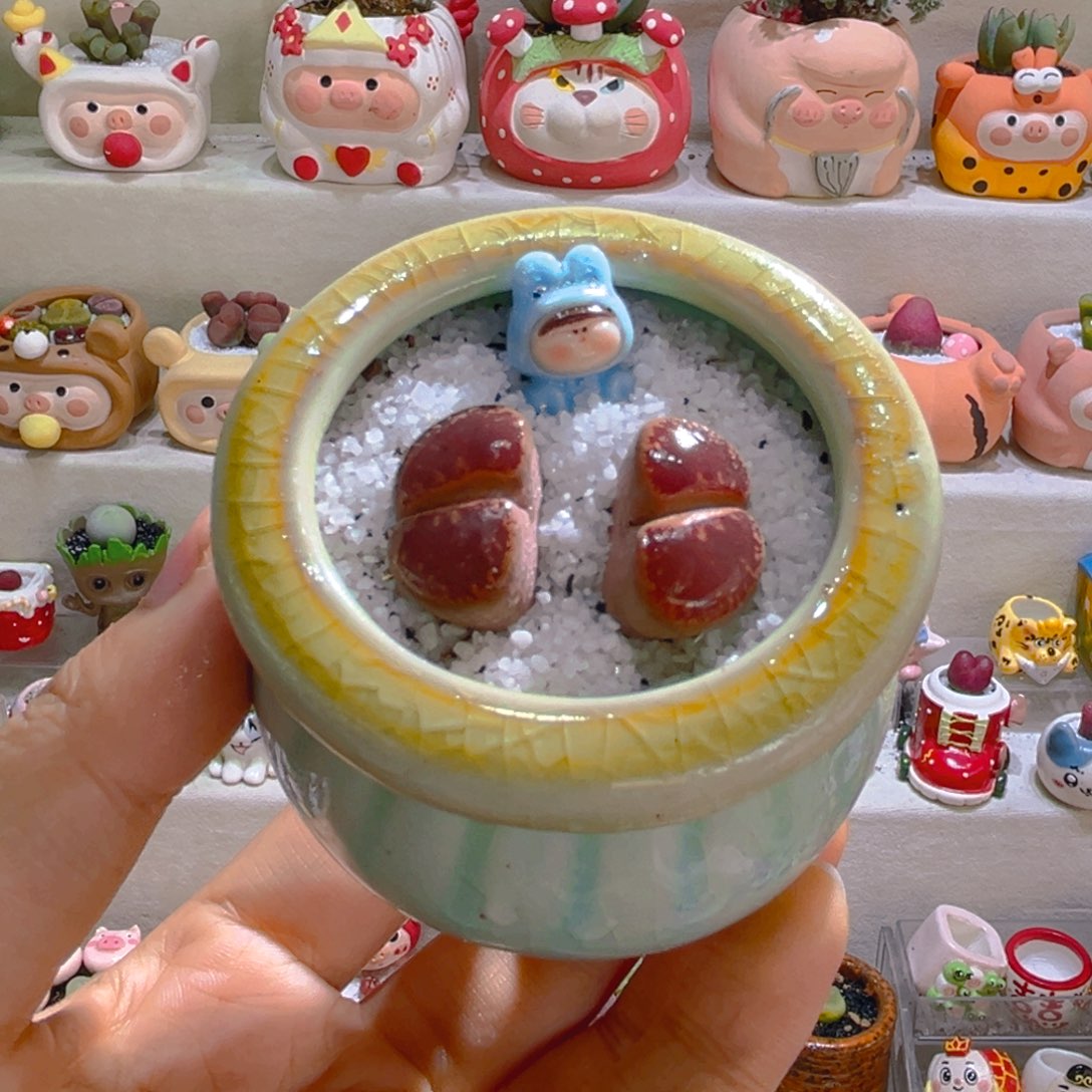 033高端多肉带盆土一套12