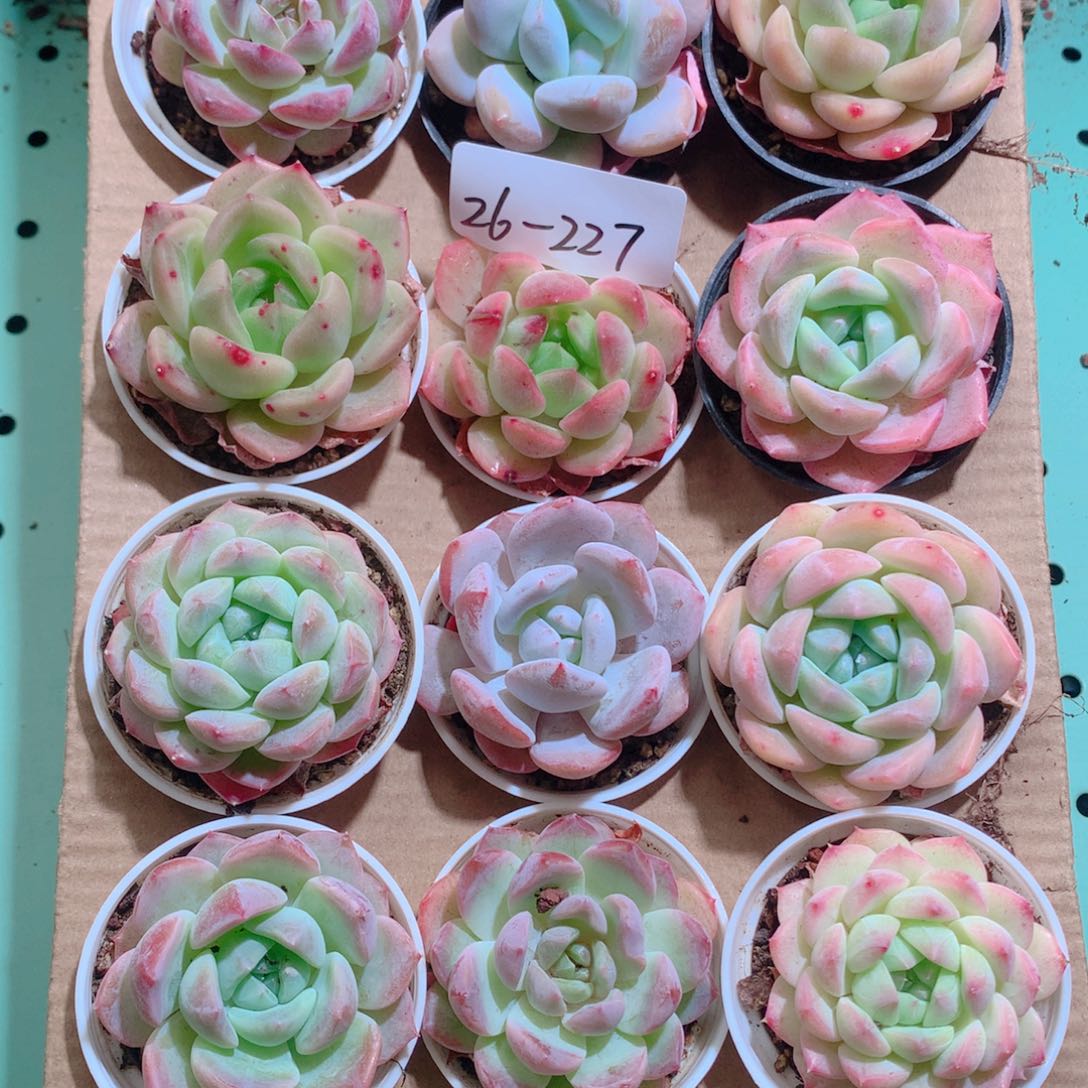 26-227一物一拍带盆18颗