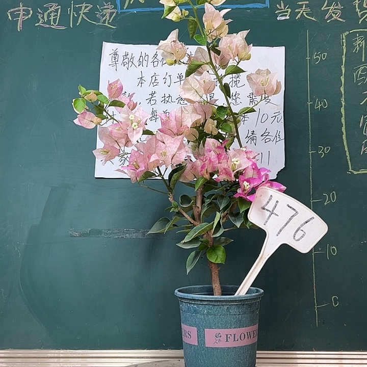 完全开放    皇后476