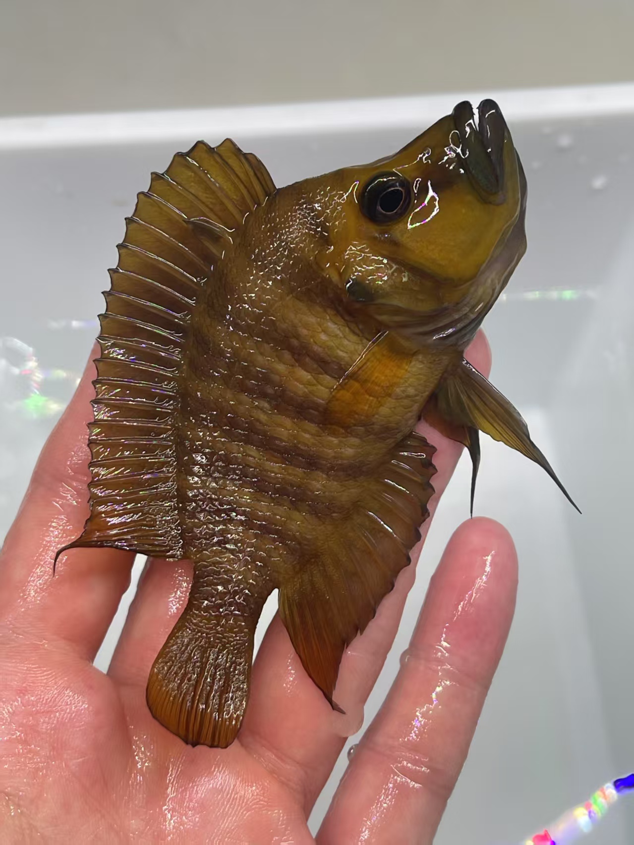 野生黄金虎坦湖虎鱼