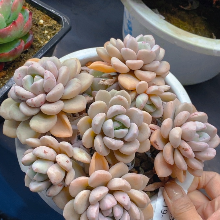 夏悦多肉0219-153白鹭