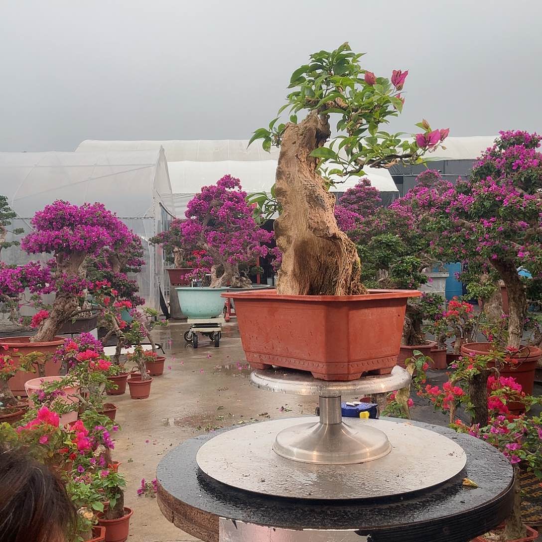 2***0无花朵小叶紫三角梅