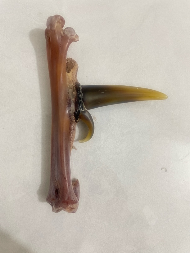 鸡爪骨手把件盔甲双蹬单只