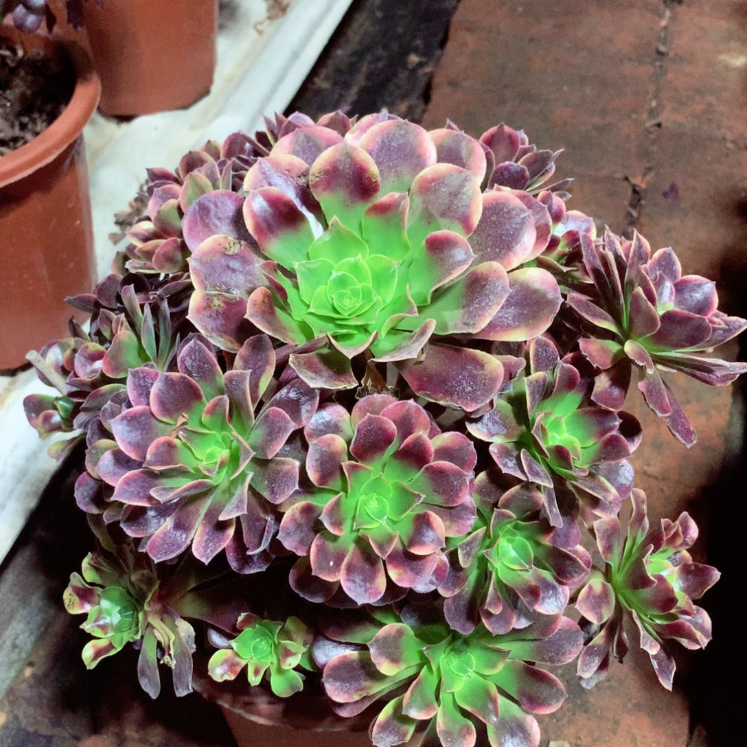 欧佳丽，多肉植物的