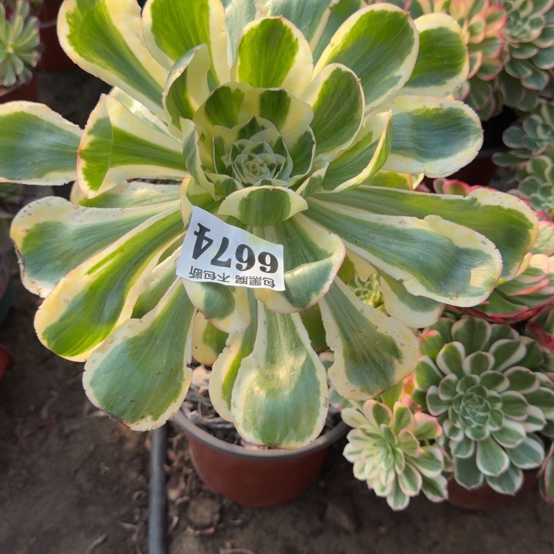 法师燕姿锦6674 19-8