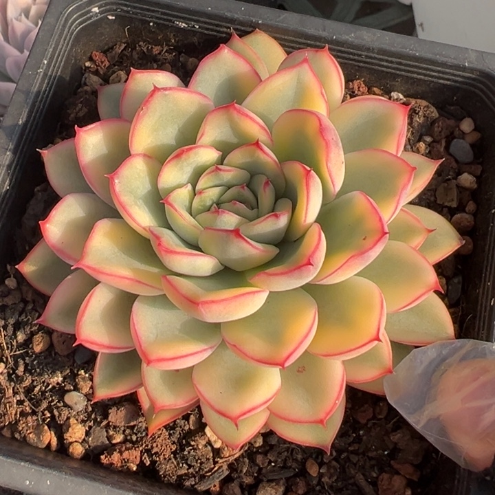 荷花锦一物一拍锦龙