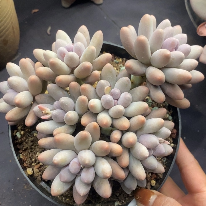 夏悦多肉0118-111汤圆