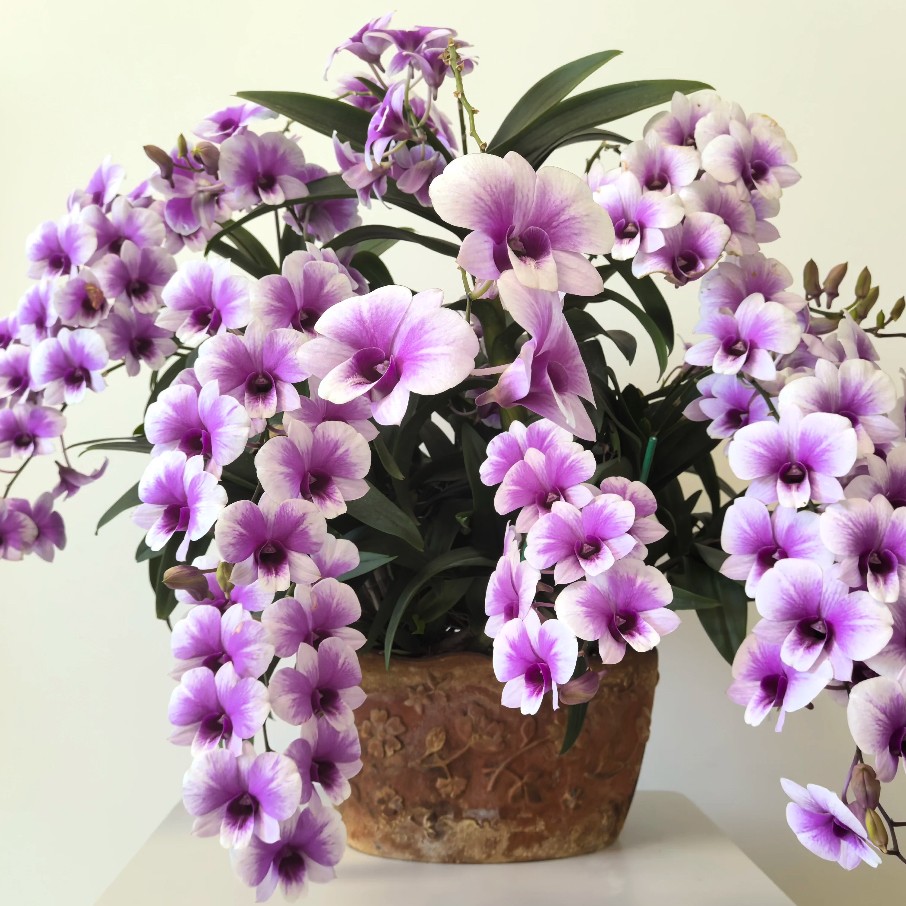 粉黛秋石斛爆花耐寒耐热好养花期长云南鲜花绿植