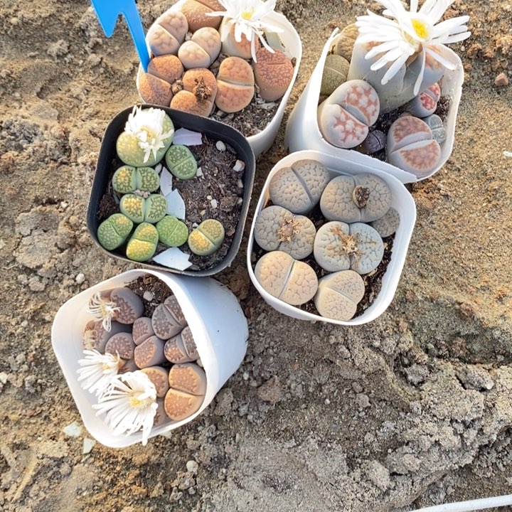 小****生石花等植物的生长发育742
