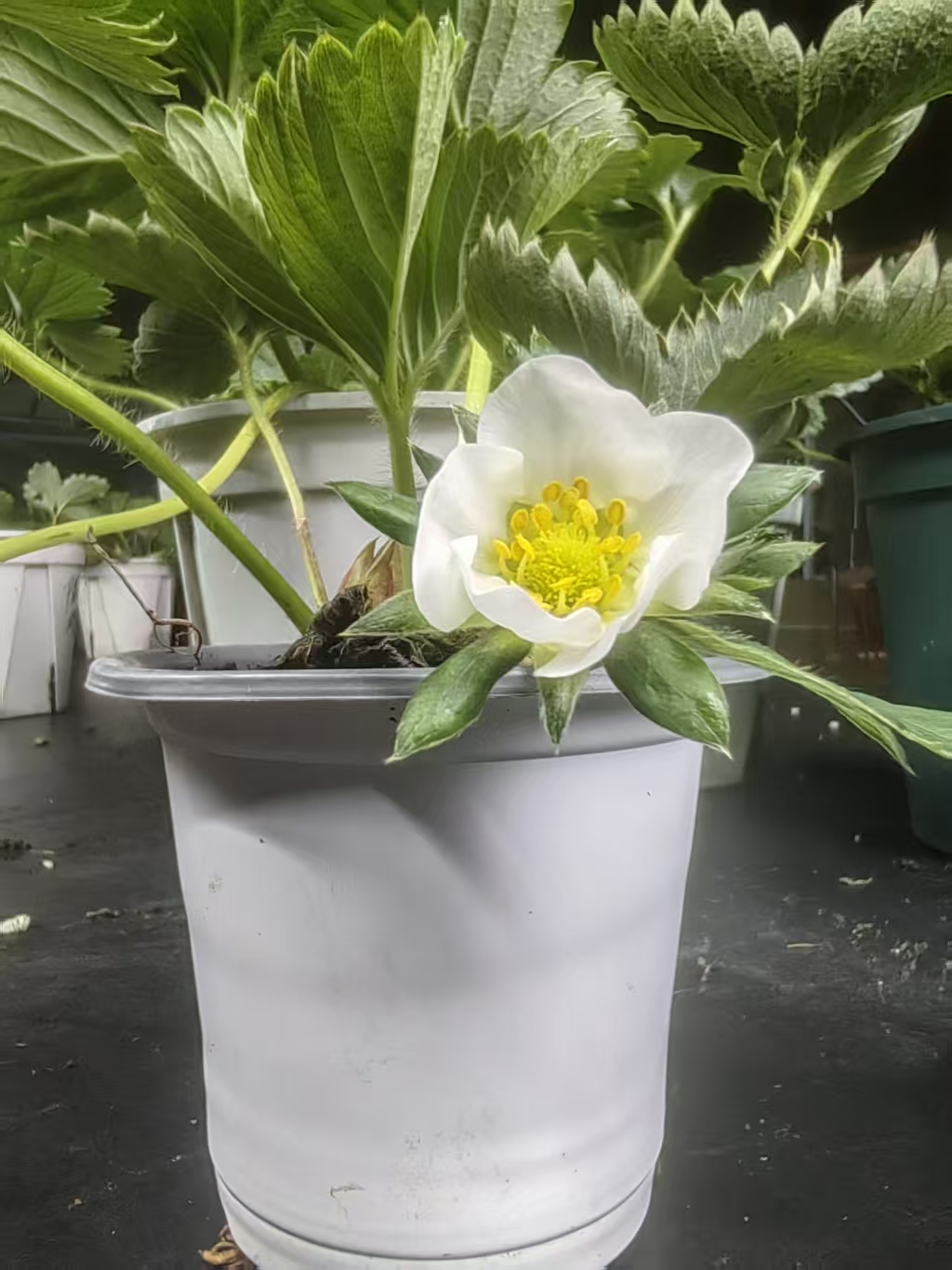 原盆原土白草莓建德白露梦之芙黑草莓真红美玲黑珍珠阳台庭院