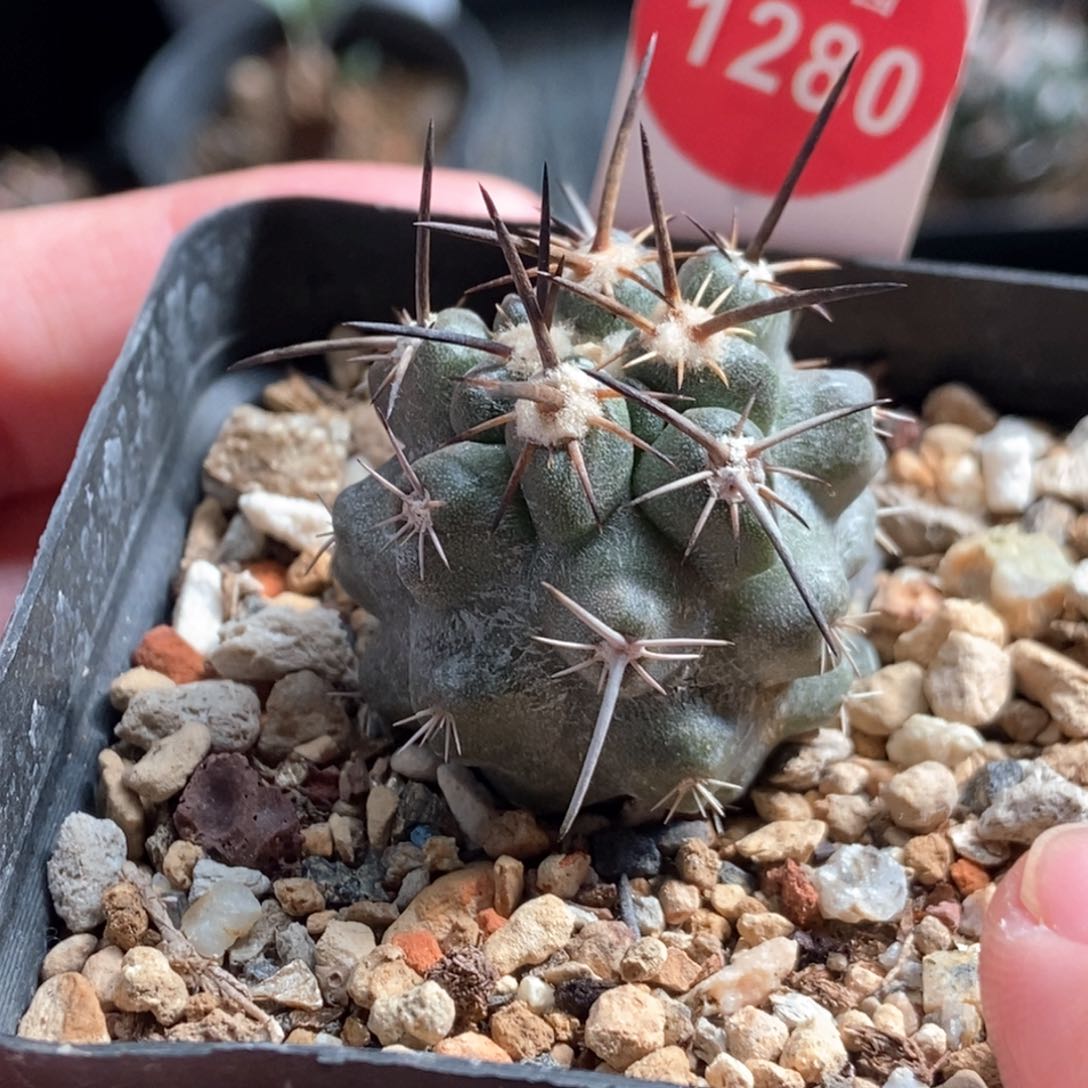 实生狂刺龙爪球2.9cm