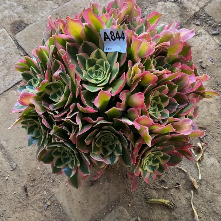 雨花石多肉植物844