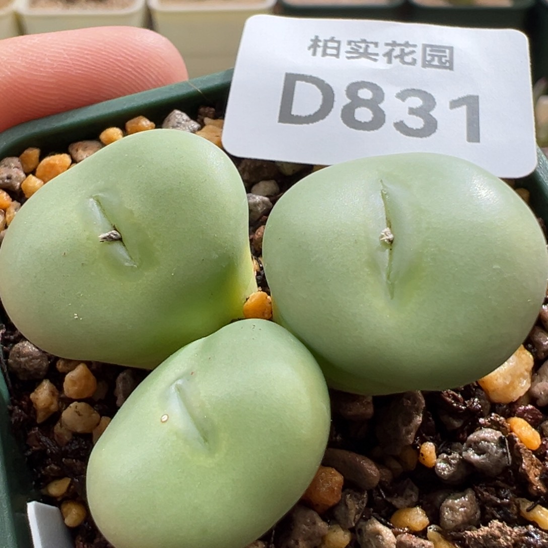 831。柏实花园多肉植物