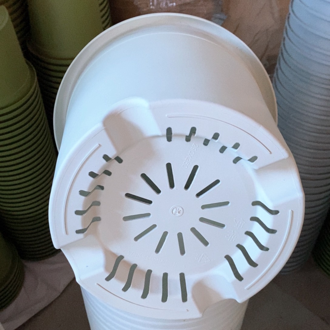 6个29口奶白无托伊特（29×25）