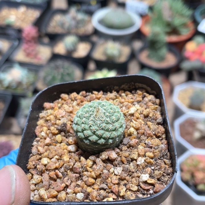 863实生菊水仙人球