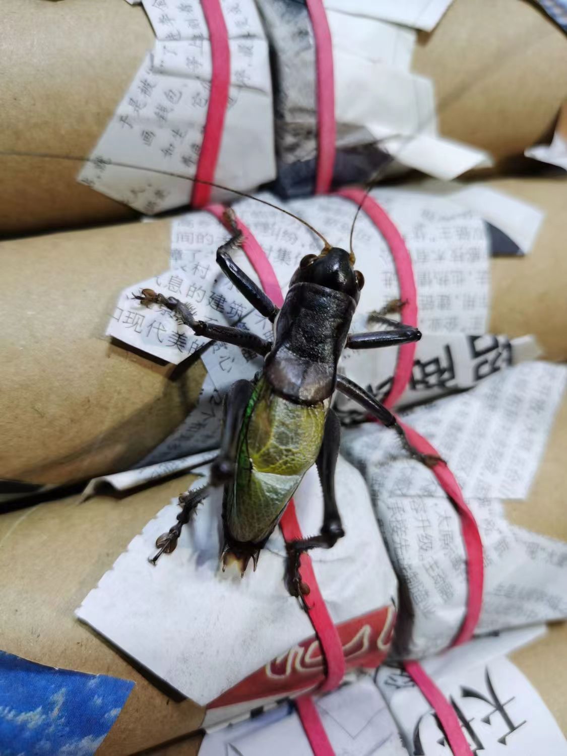 铁皮蝈蝈听叫首选药蝈蝈 直播间链接（商品不可直拍 请先咨询主播）