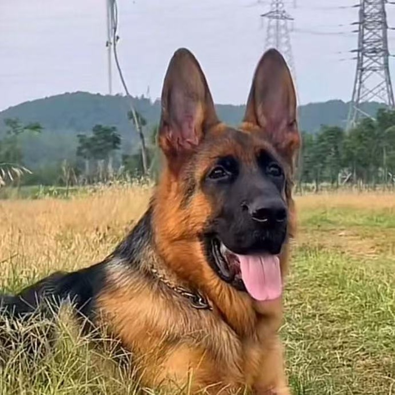 【致胜家的狗】德牧罗威纳  拉布拉多金毛 狗狗活体-W-A027