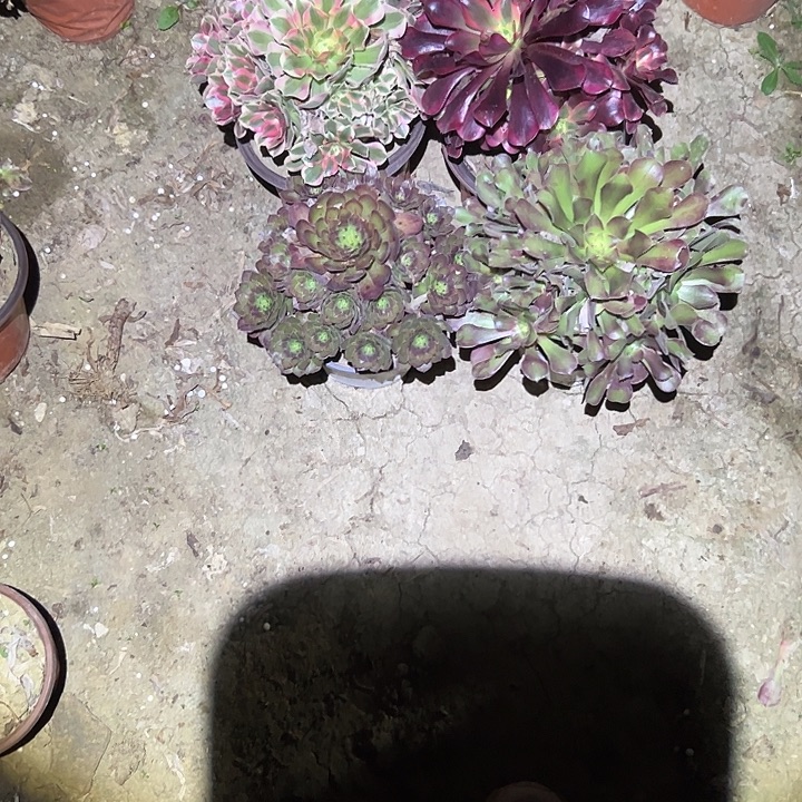 用***8不包断枝一物一拍14