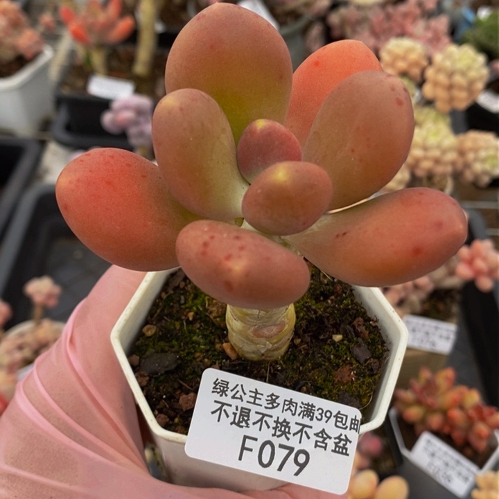 金蝉单头079多肉植物