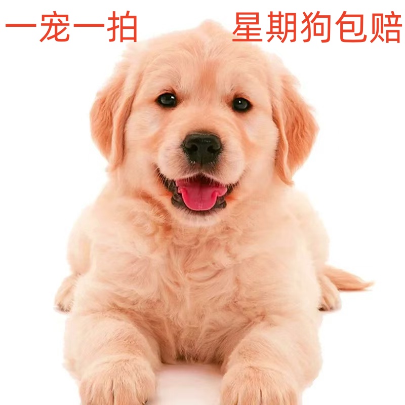 星期狗包赔 货不对板退一赔三【一宠一拍】