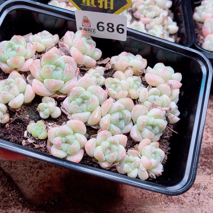 多肉植物多肉植物