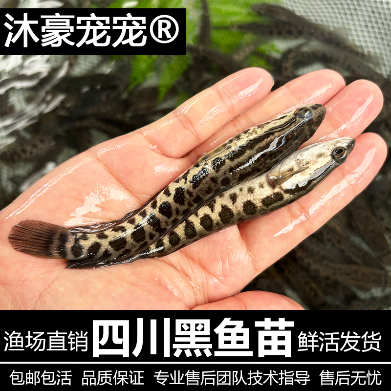 沐豪宠宠【运营推荐】黑鱼财鱼斑鱼好养特大凶猛冷水淡水养殖观赏鱼