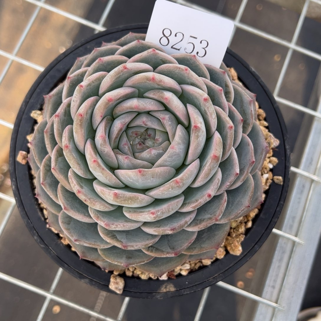 一****彩8253多多多肉多