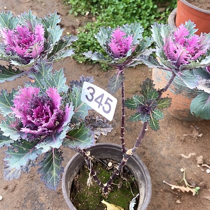 红雨荷羽衣甘蓝345多肉