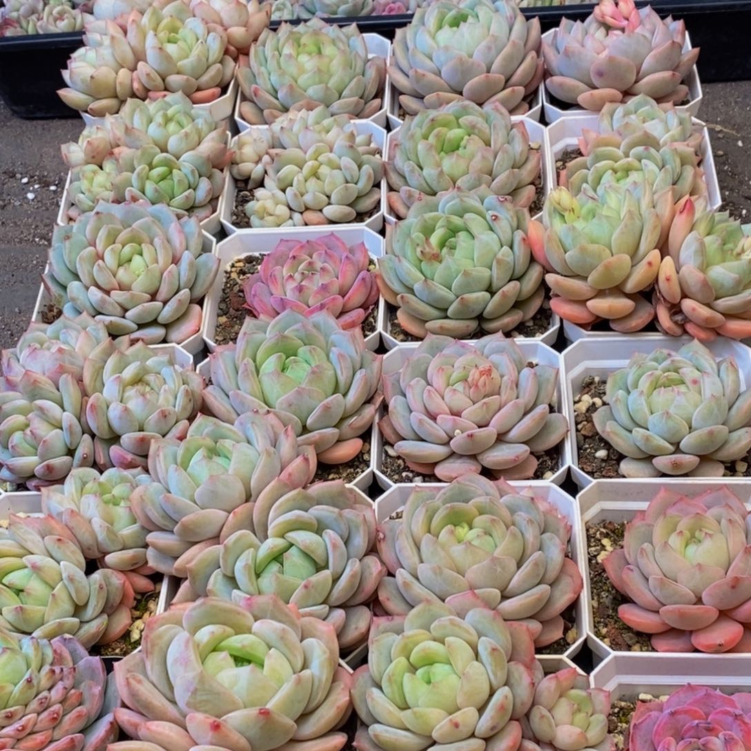 262的人都是这样吗。