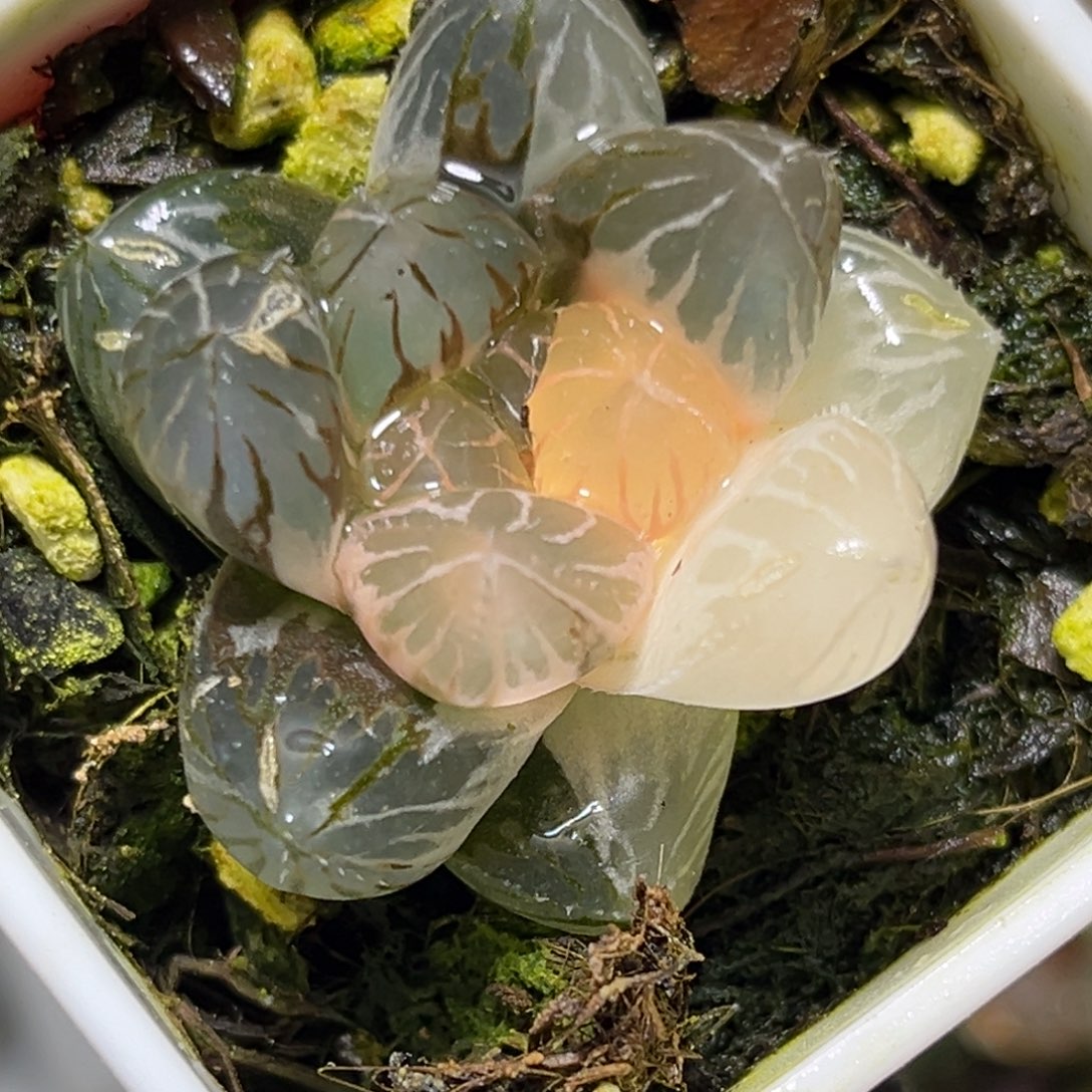 恭喜发财大吉大利0346龙爪