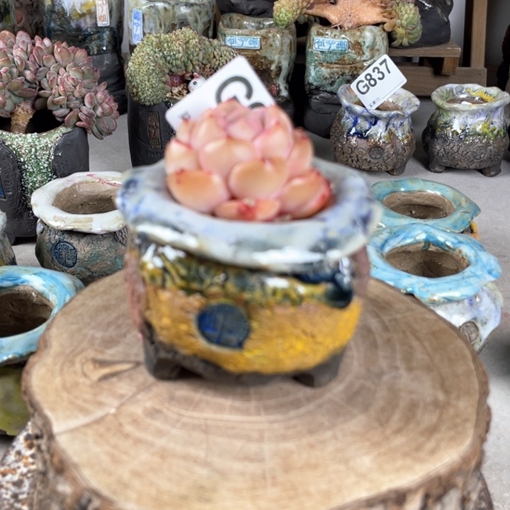 紫砂花盆孤品 不规则油画山石小包子 内口4.5