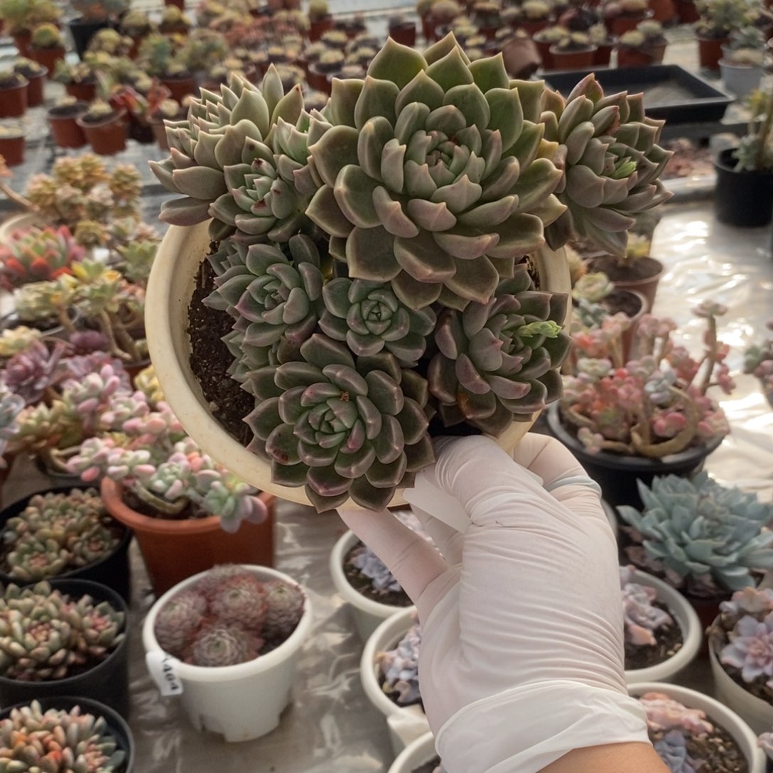 4514油漆桶一物一拍