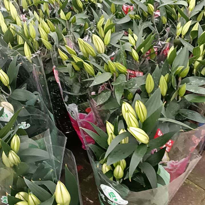 首衡花卉博览园专拍