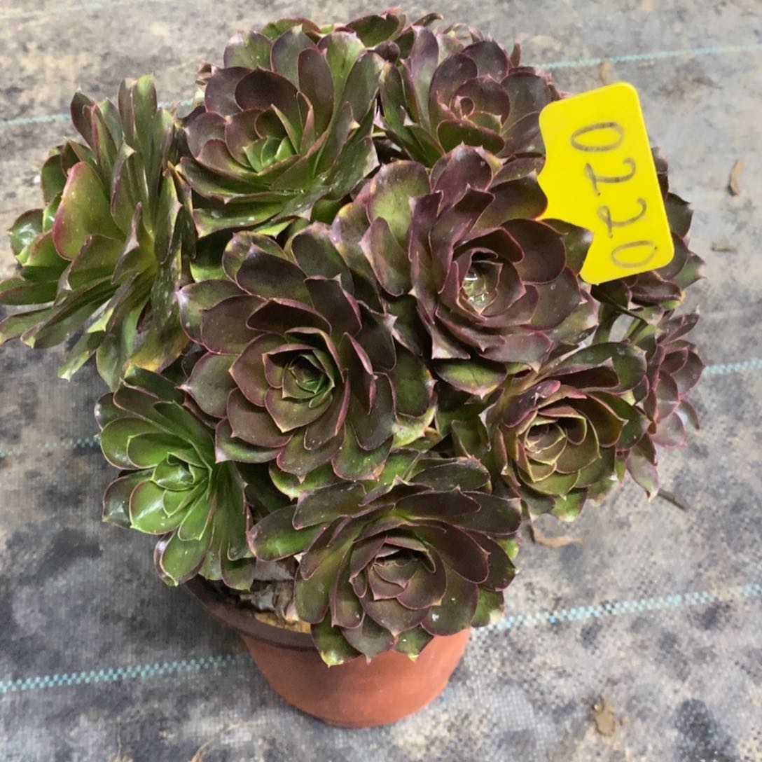 红陶0220魅金玫瑰多肉法师