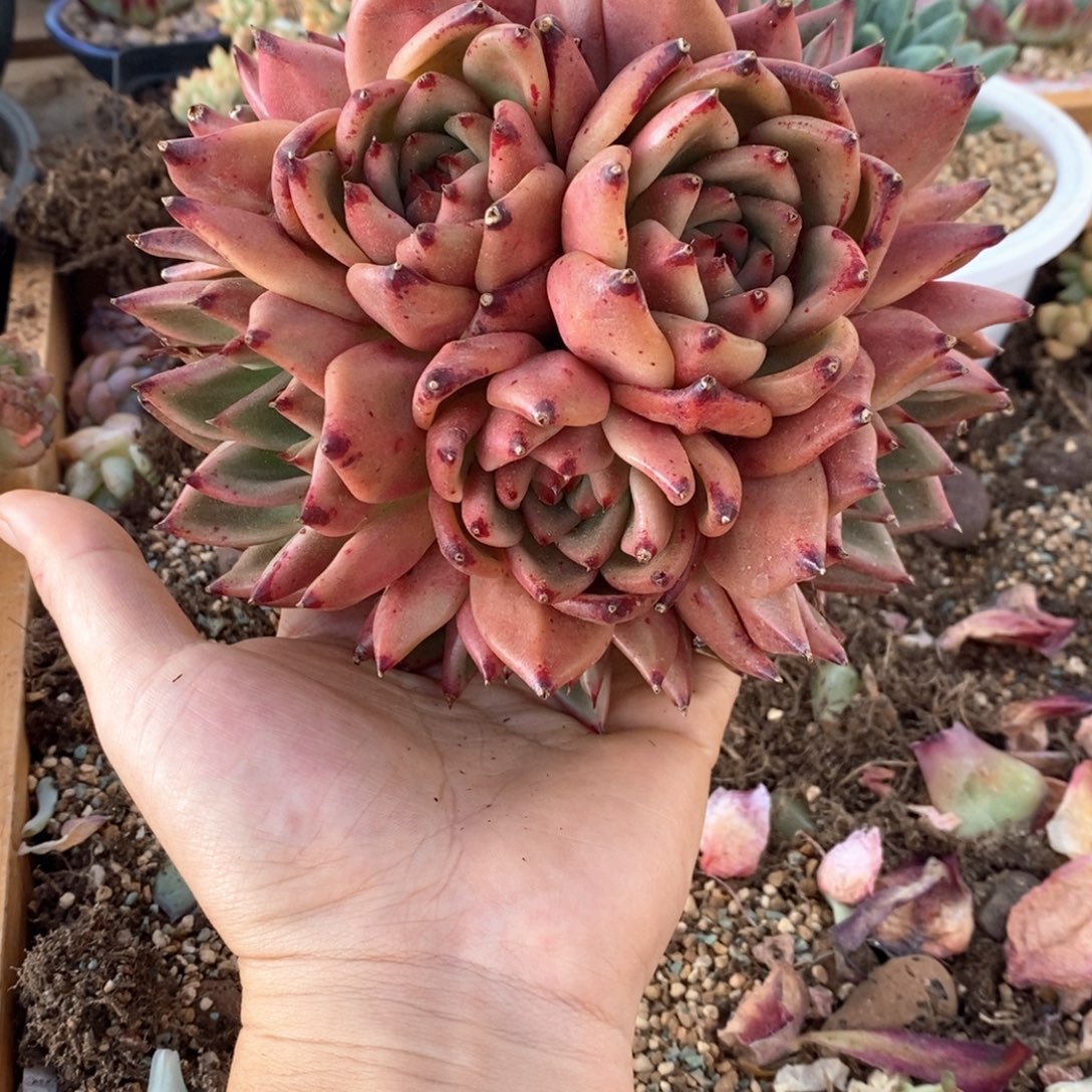 东云杂交群生一物一拍