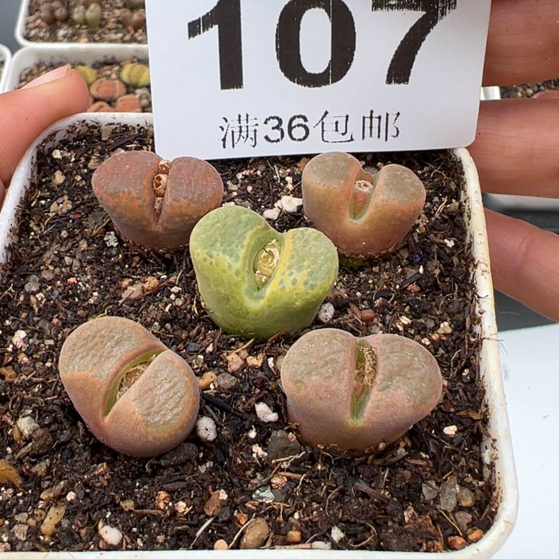 2.9好看的多肉107