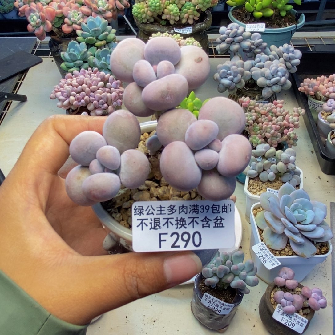290芭比奶多肉6cm