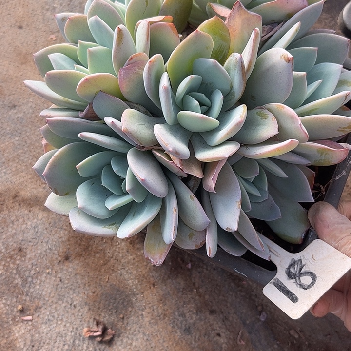 两单包邮，一物一拍奶茶81