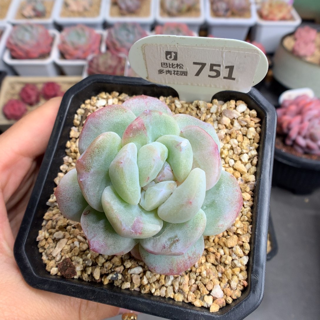 751双头冰玉石化多肉植物