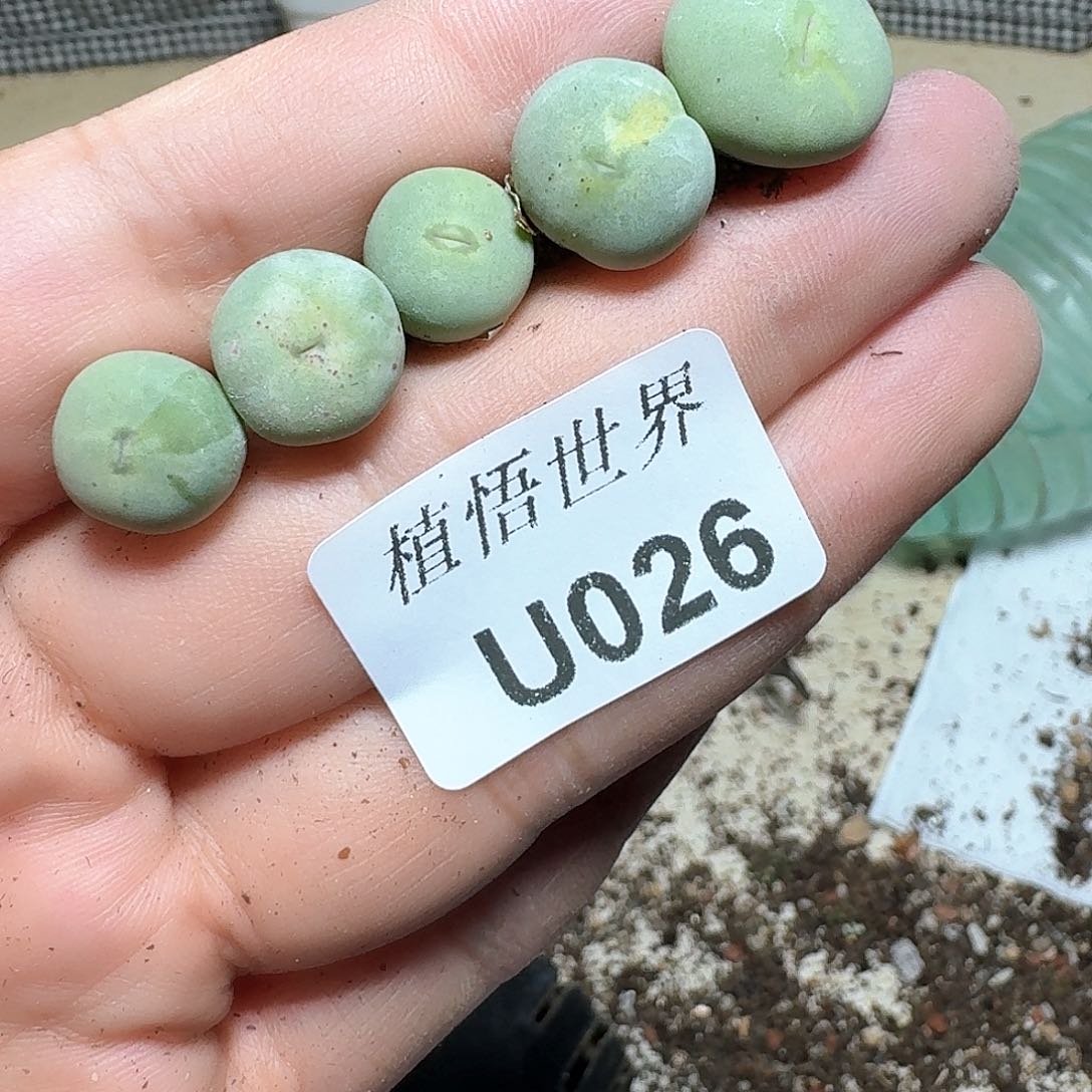 026盒多肉植物哇f v
