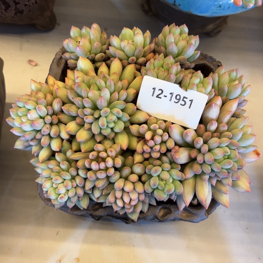 1951岩字美人多肉植物