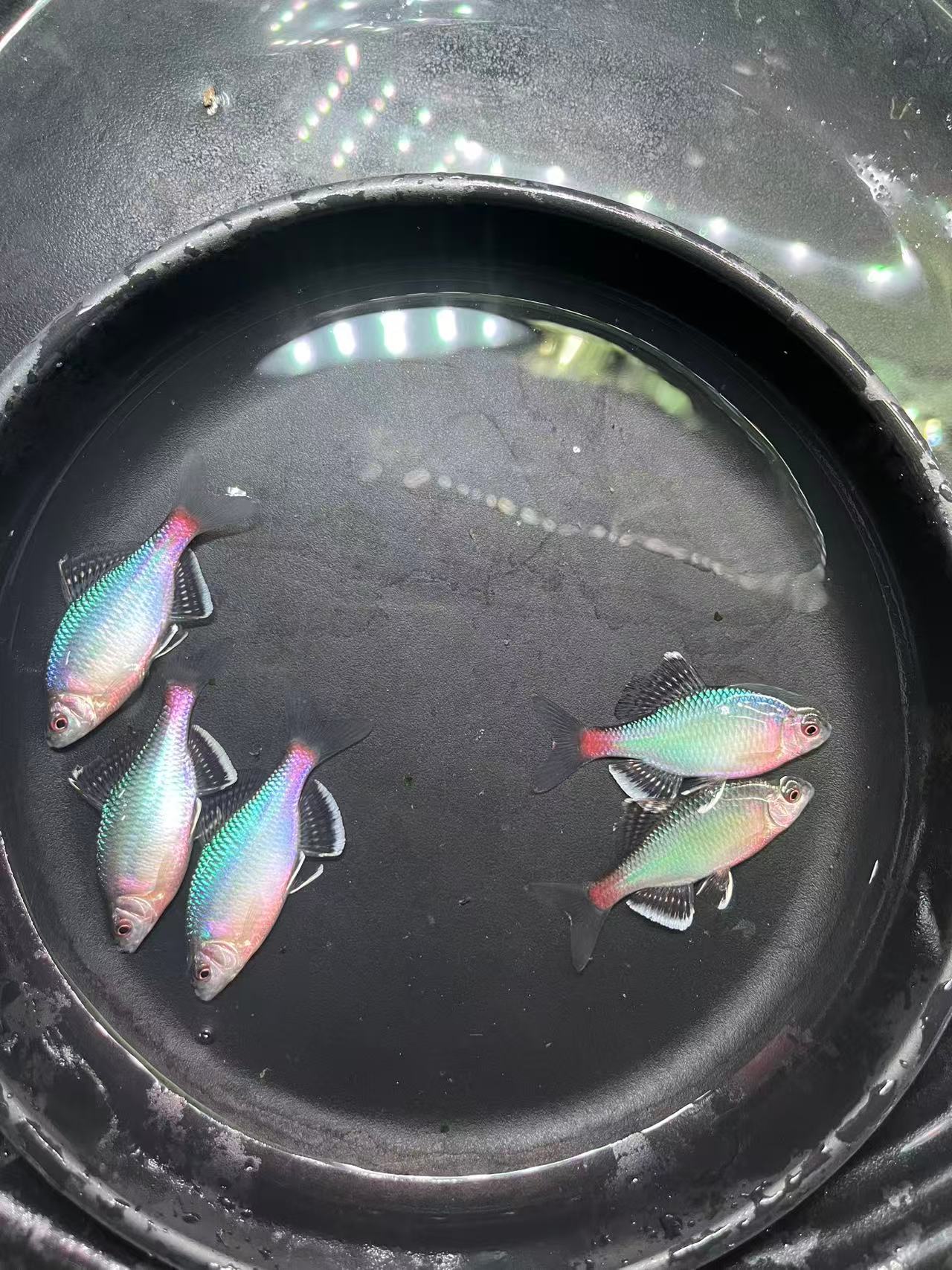 单白青鳞2条