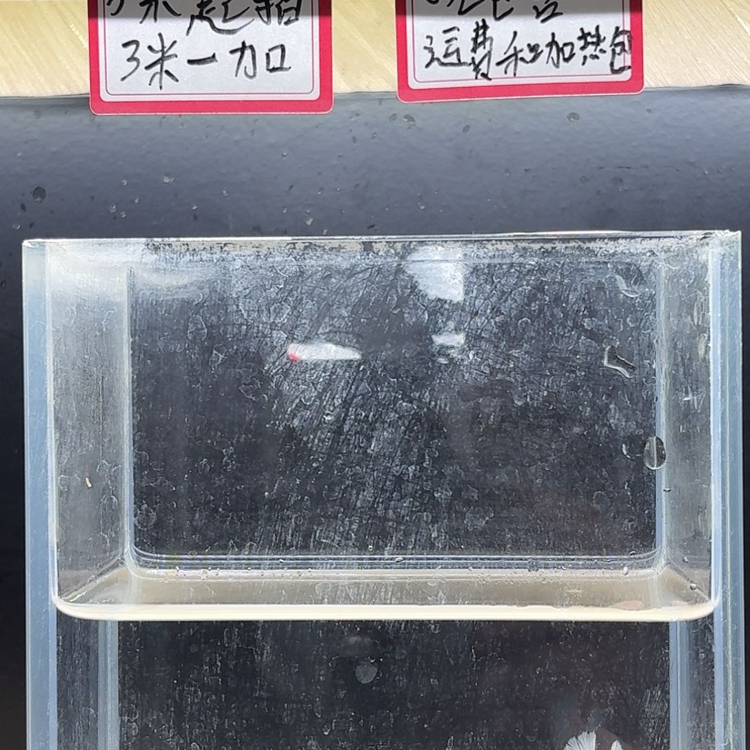 斗鱼泰国斗鱼母鱼可繁殖混养