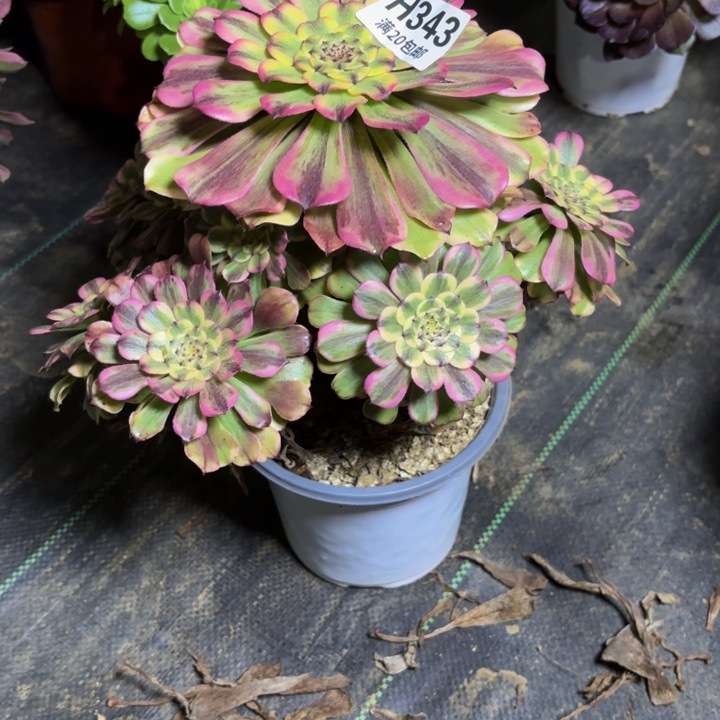 瑞妈多肉植物343