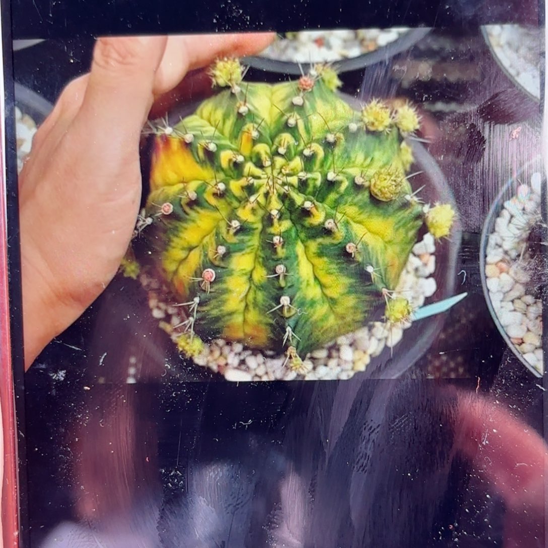 泰系米哈仙人球母本8888