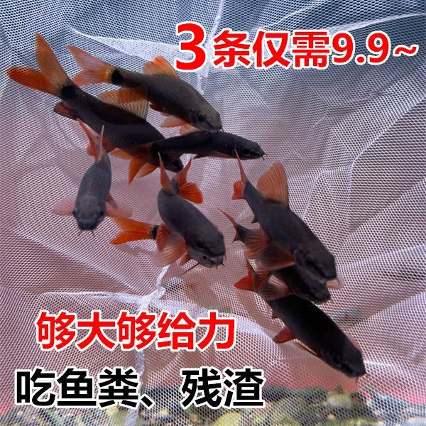 彩虹鲨 红尾工具鱼 热带鱼 吃垃圾 清理鱼粪  金苔鼠 包邮