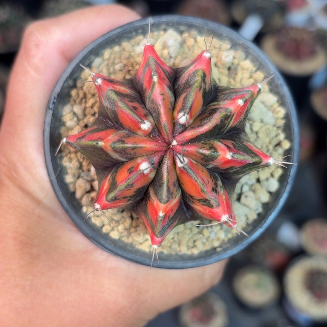 泰系米哈仙人球9